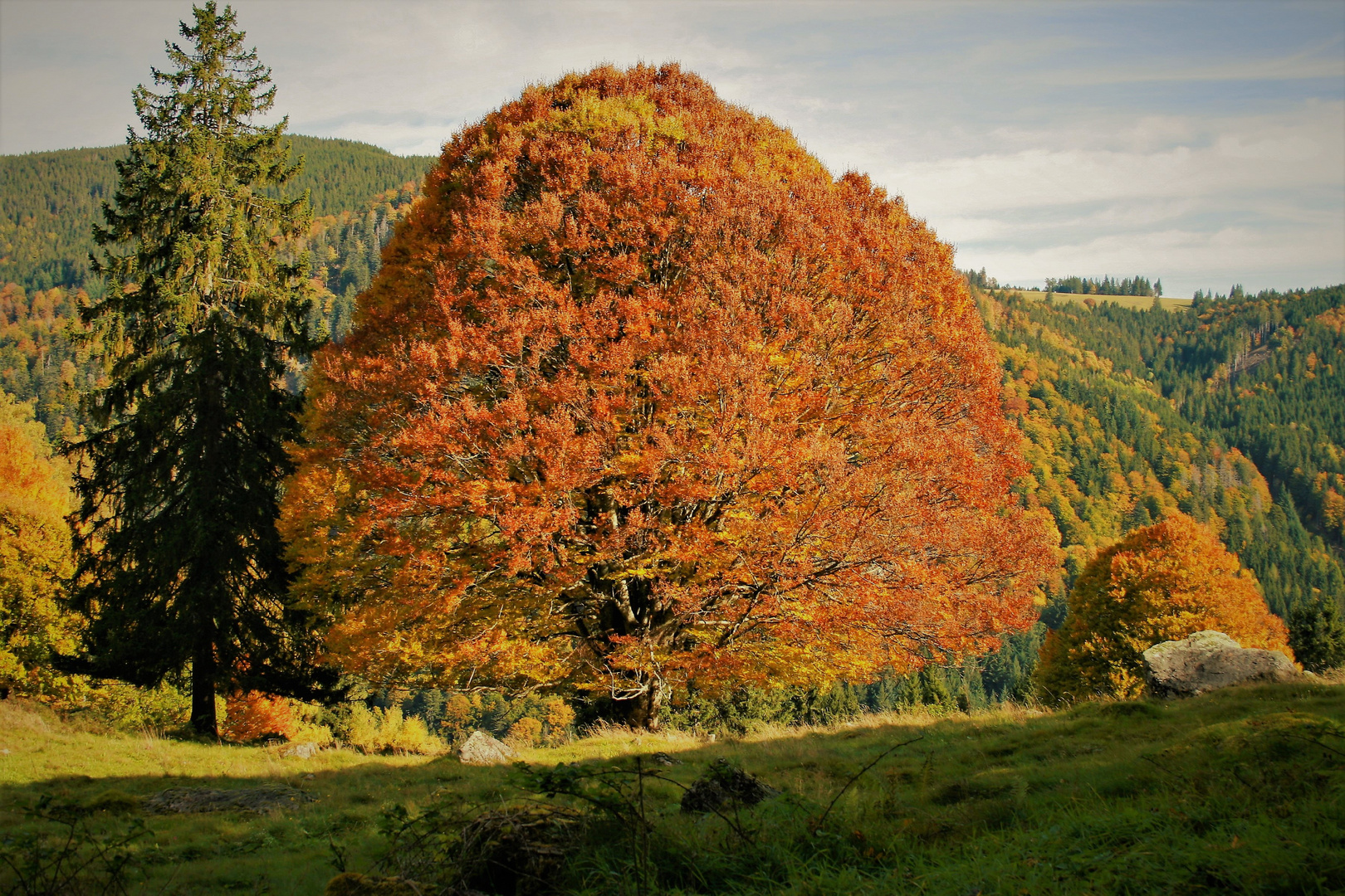 der schwarzwald ist nicht nur schwarz,