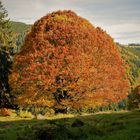 der schwarzwald ist nicht nur schwarz,