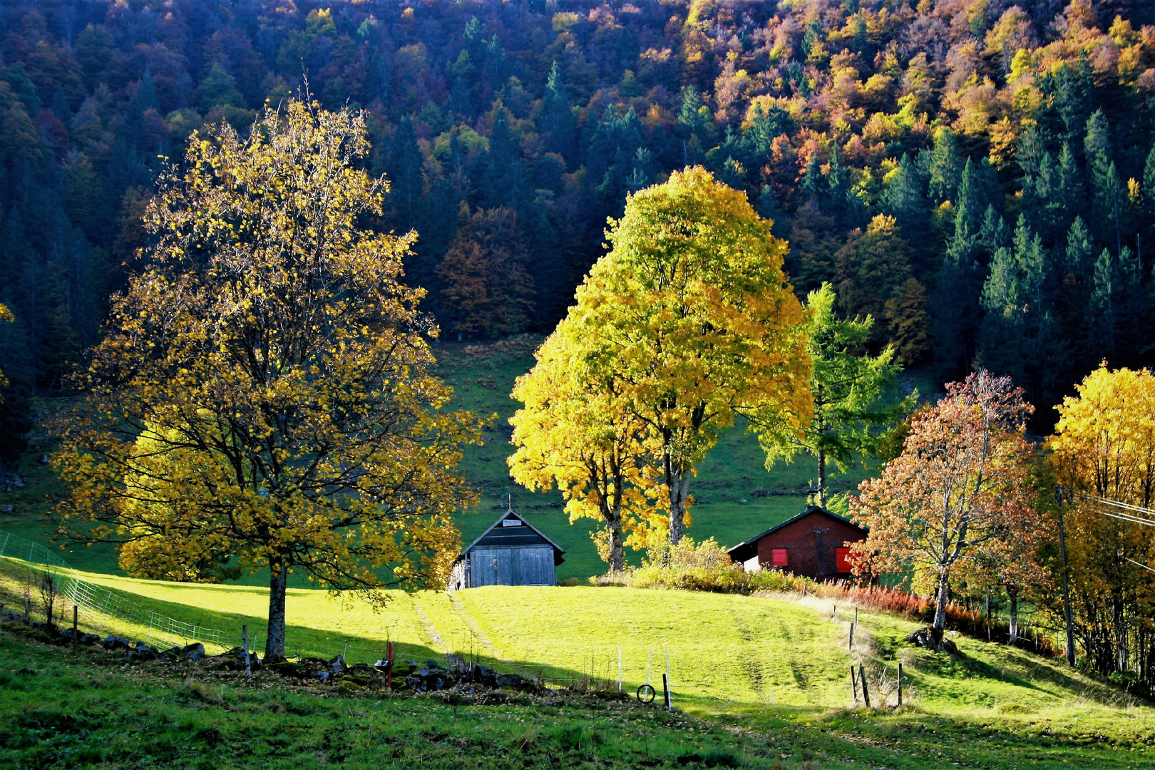 der schwarzwald ist nicht nur schwarz,