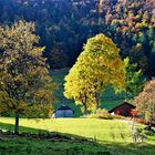 der schwarzwald ist nicht nur schwarz,