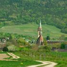 Der Schwarzwald mal grün