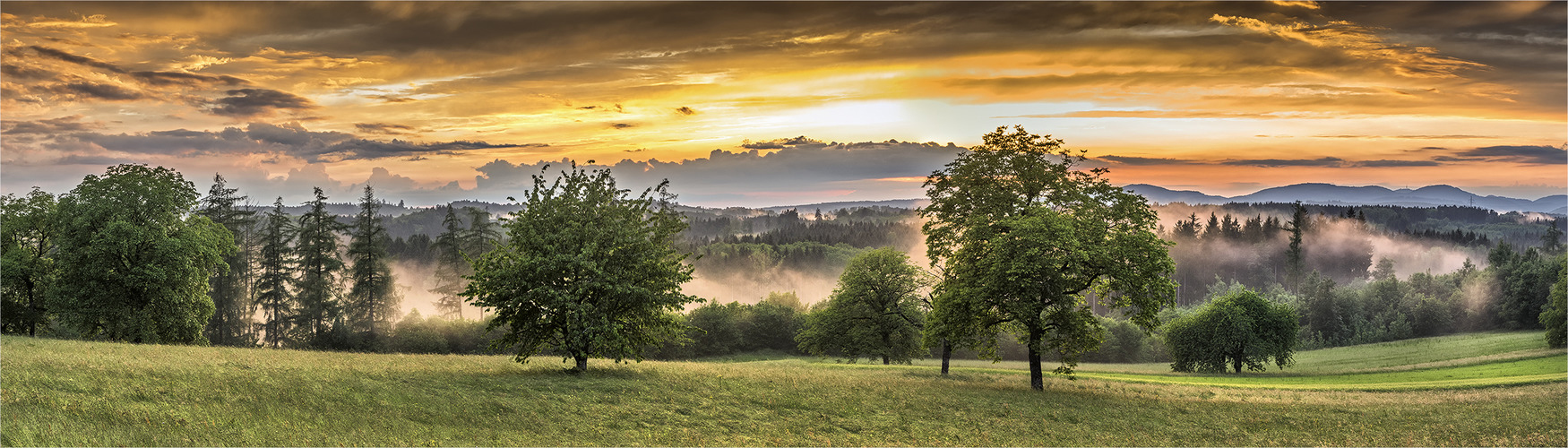 der schwarzwald nach dem regen