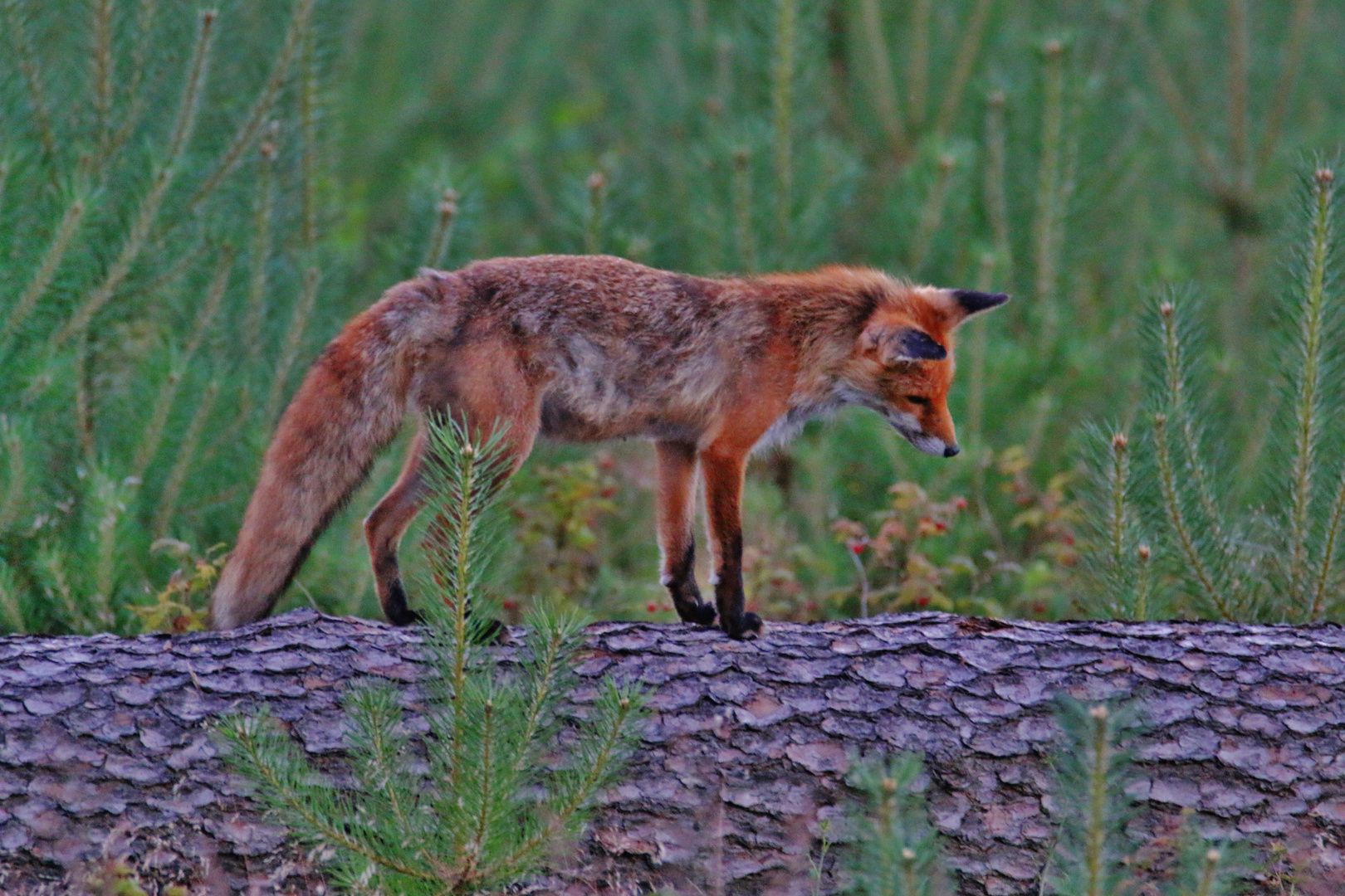 Der SCHWEBEBALKEN-Fuchs