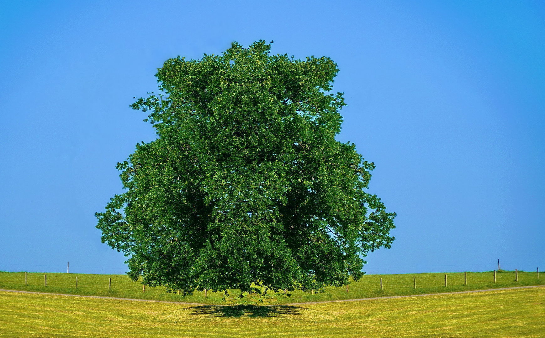 Der schwebende Baum