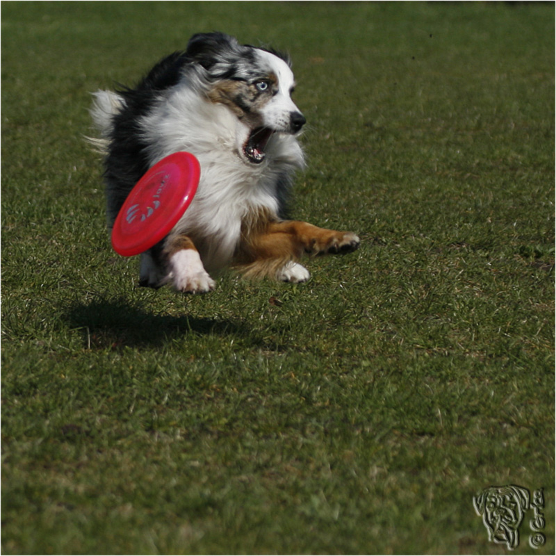 der schwebende hund