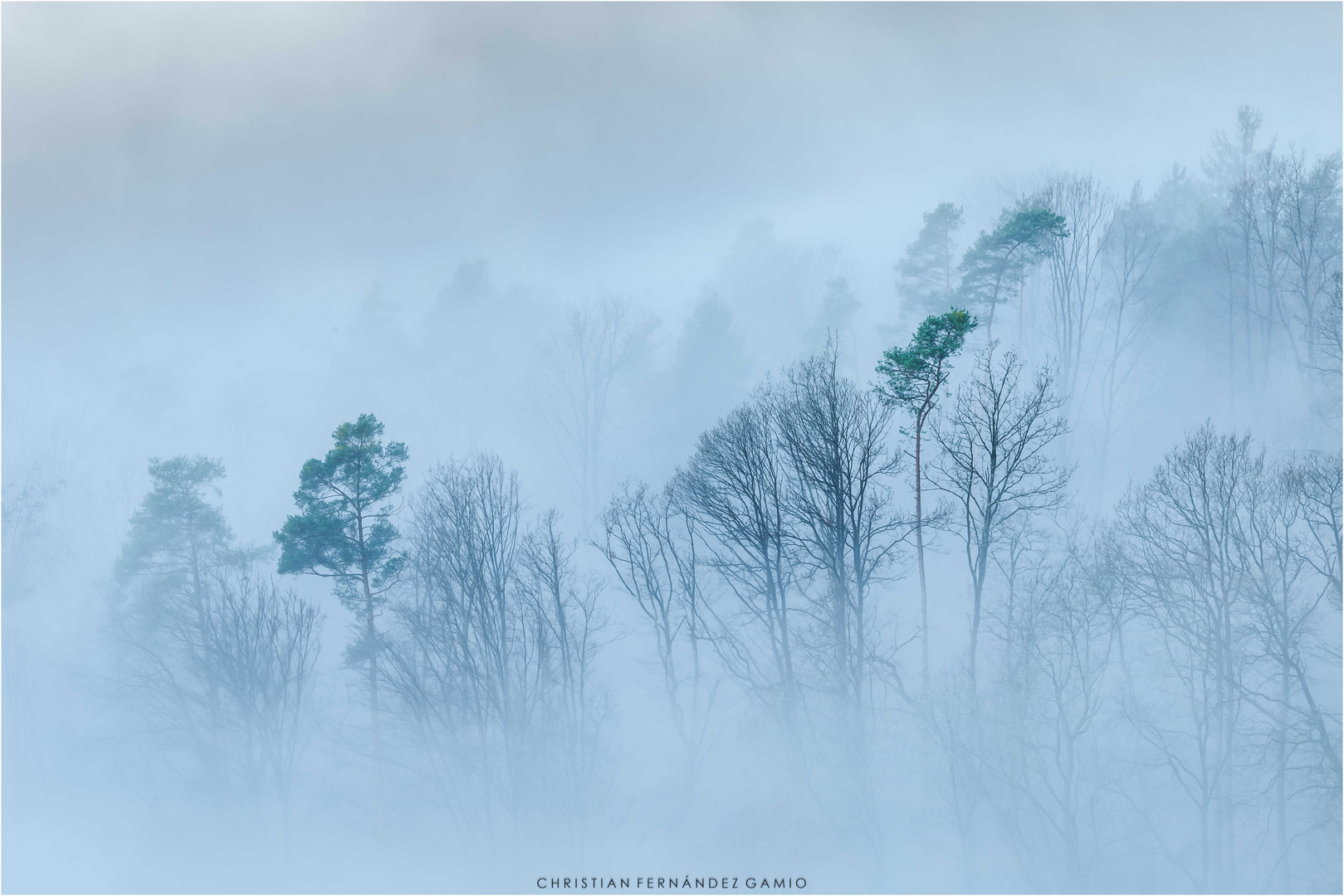 Der schwebende Wald