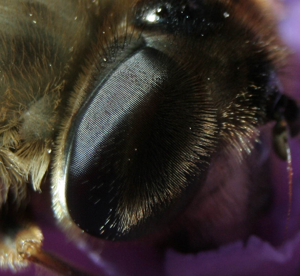 Der Schwebfliege aufs Auge geschaut