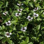 Der Schwedischer Hartriegel (Cornus suecica) ...