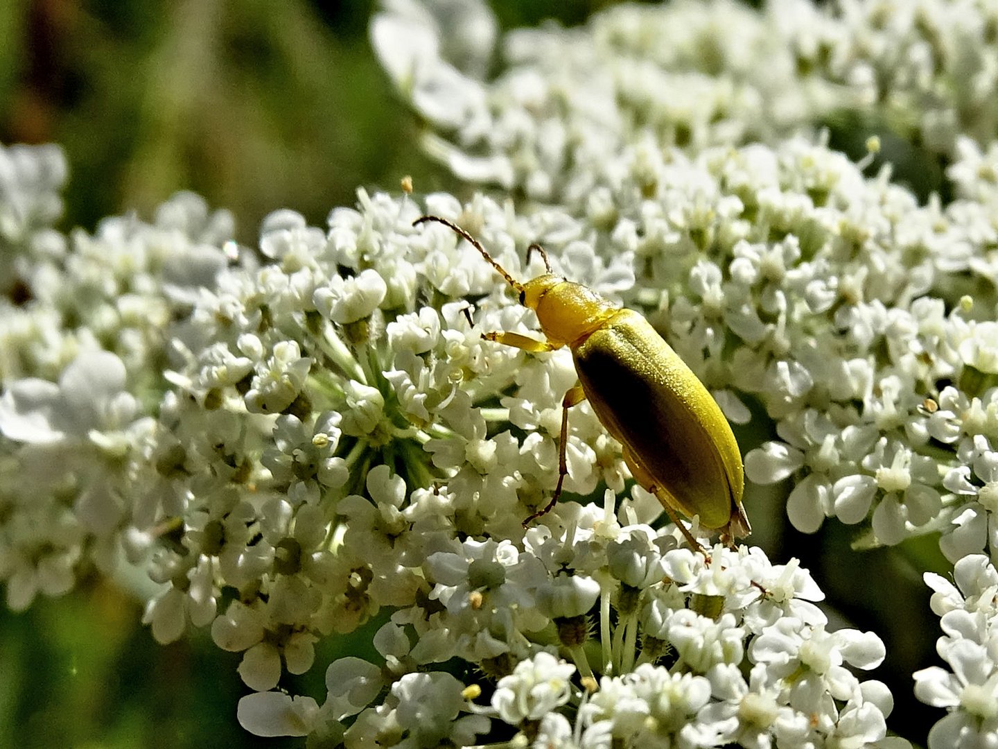 Der Schwefelkäfer