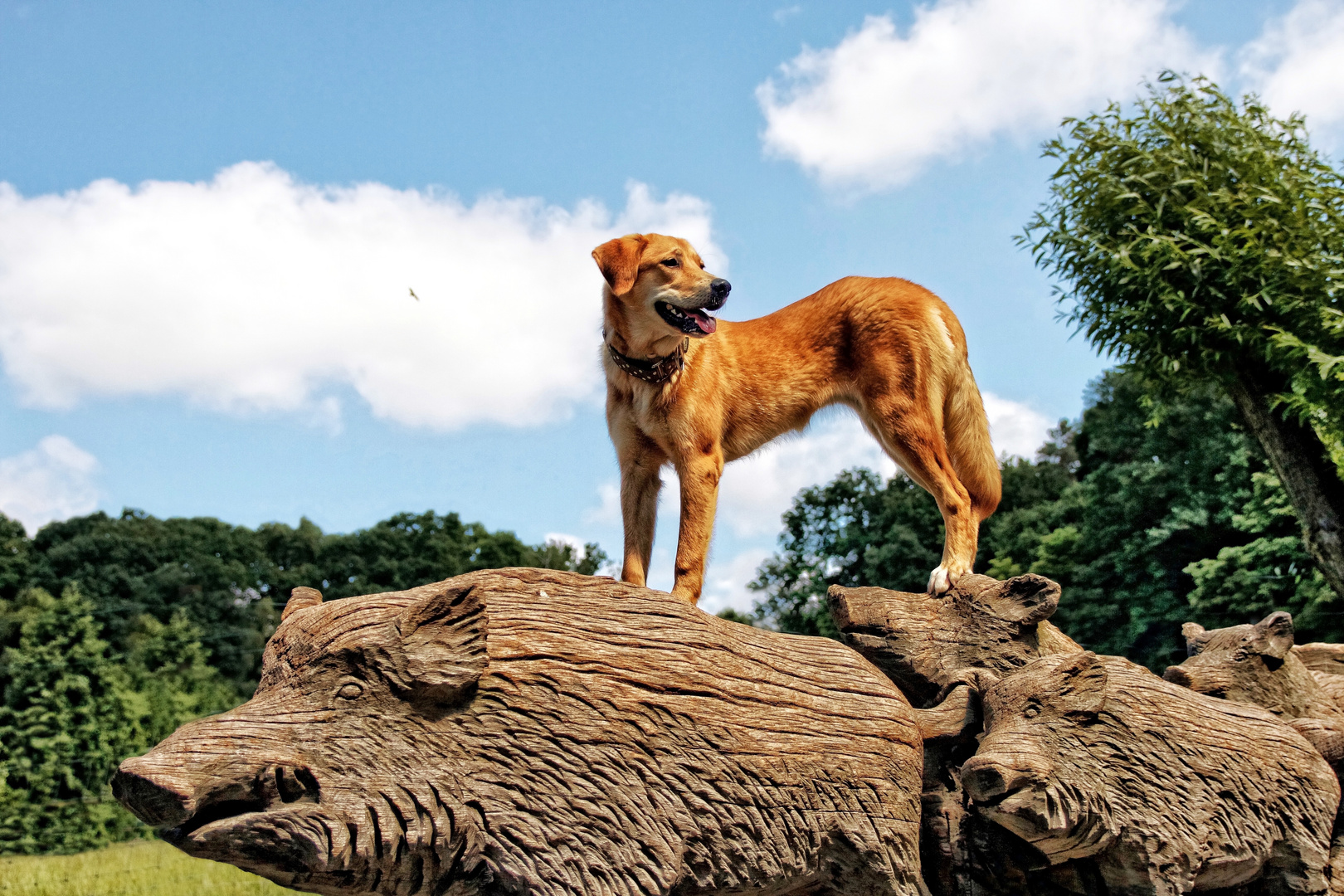 Der Schweinehund...