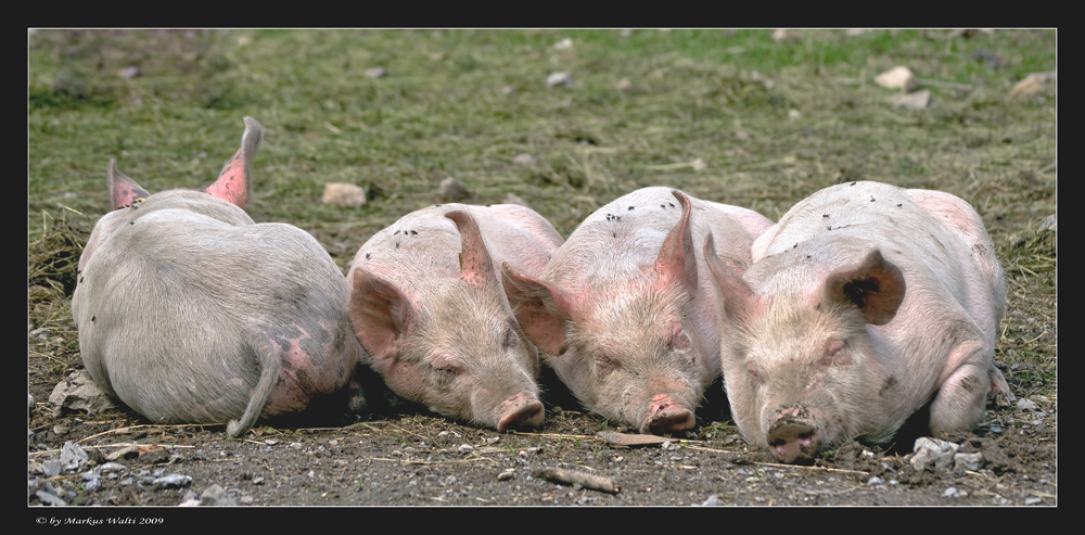 Schweinische Bilder Schweinische Bilder