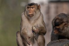 der Schweinsaffe und die