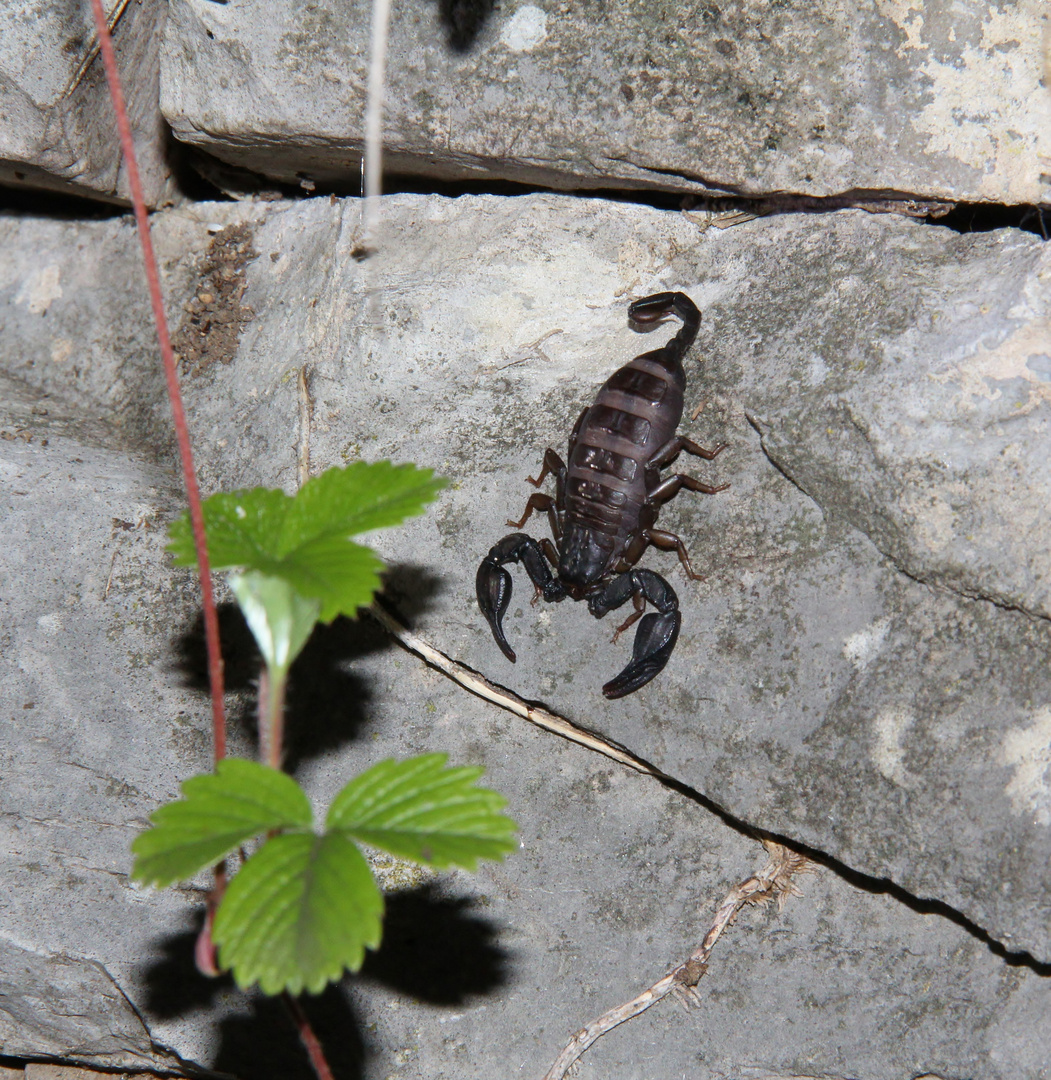 Der Schweizer Skorpion - Euscorpius