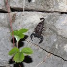 Der Schweizer Skorpion - Euscorpius