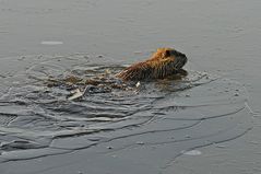 Der schwere Eisbrecher "NUTRIA" bei der Arbeit ...