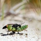 Der schwere Marsch durch die Sandwüste...