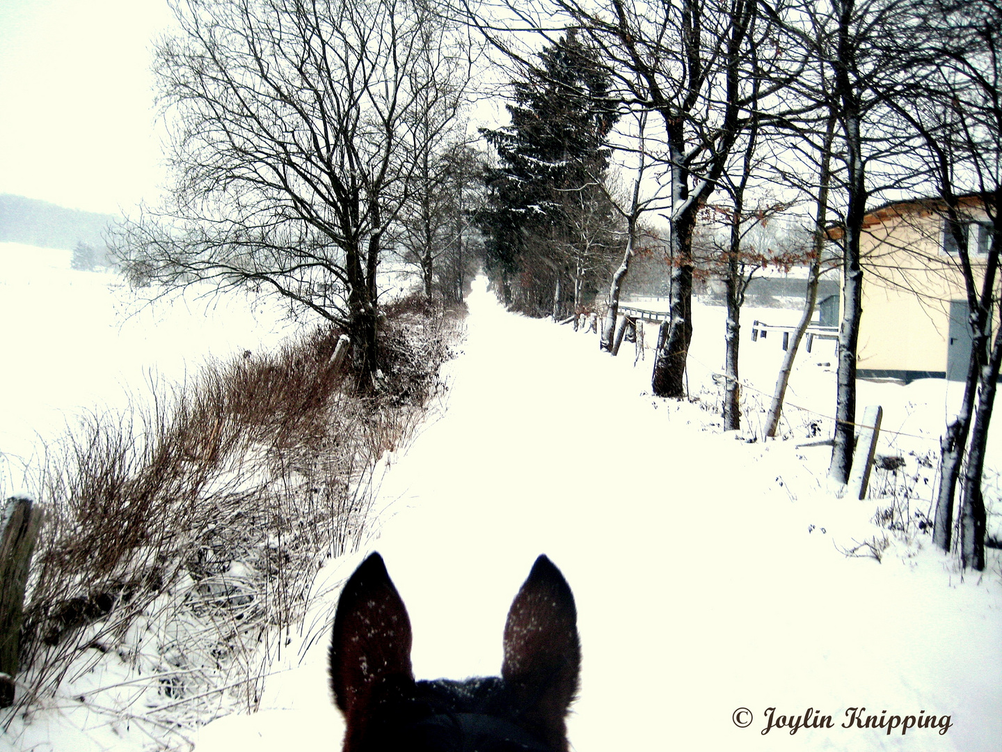 Der schwere Weg zur Reithalle.