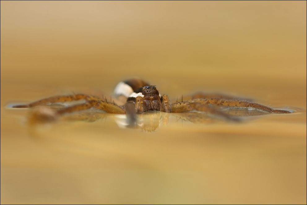 ~ Der schwimmende Fischjäger ~