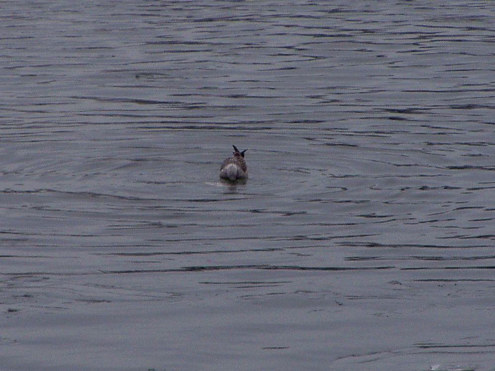 Der Schwimmende Hase