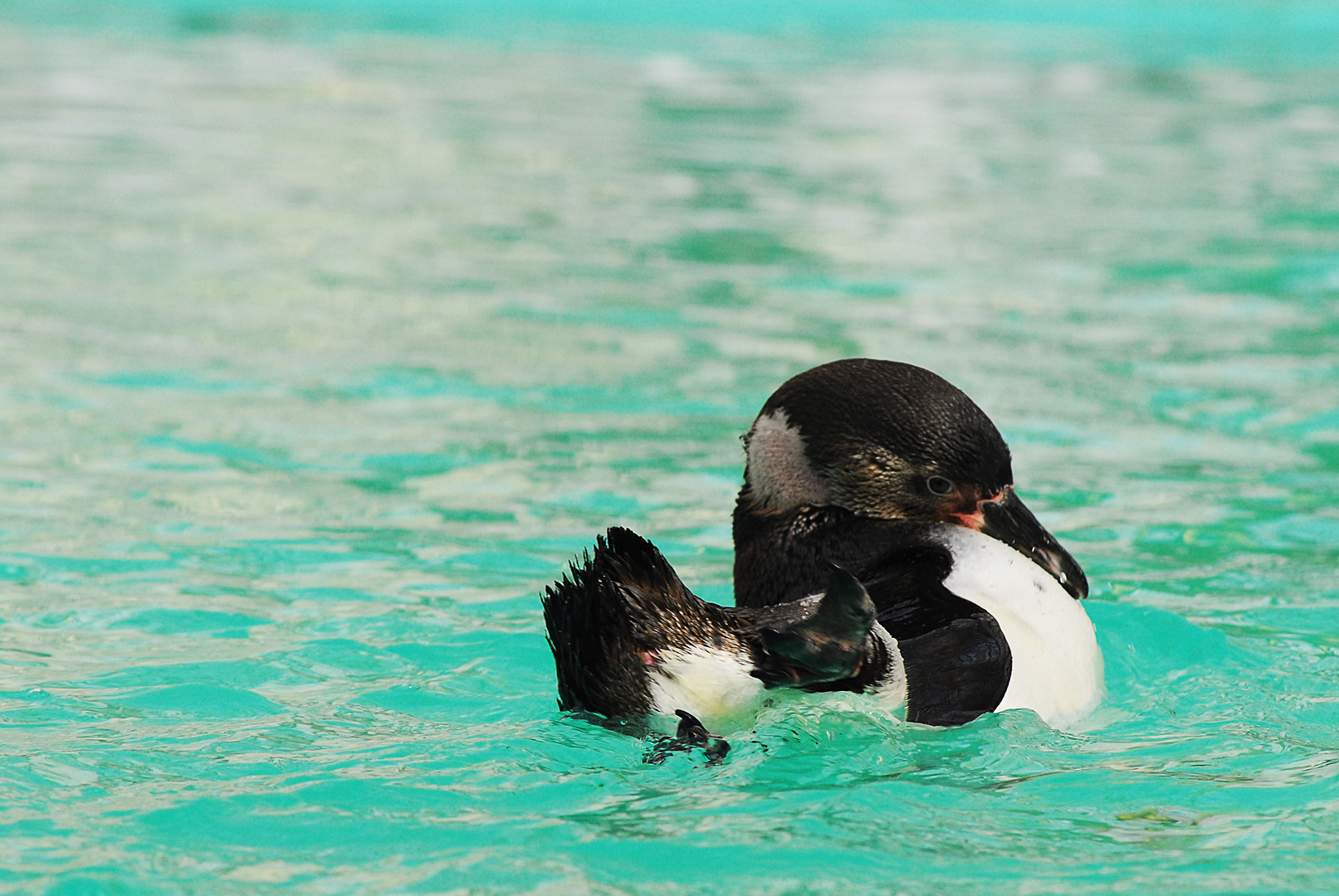 Der schwimmende Pinguin