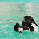Der schwimmende Pinguin