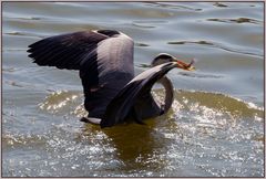 Der schwimmende Reiher