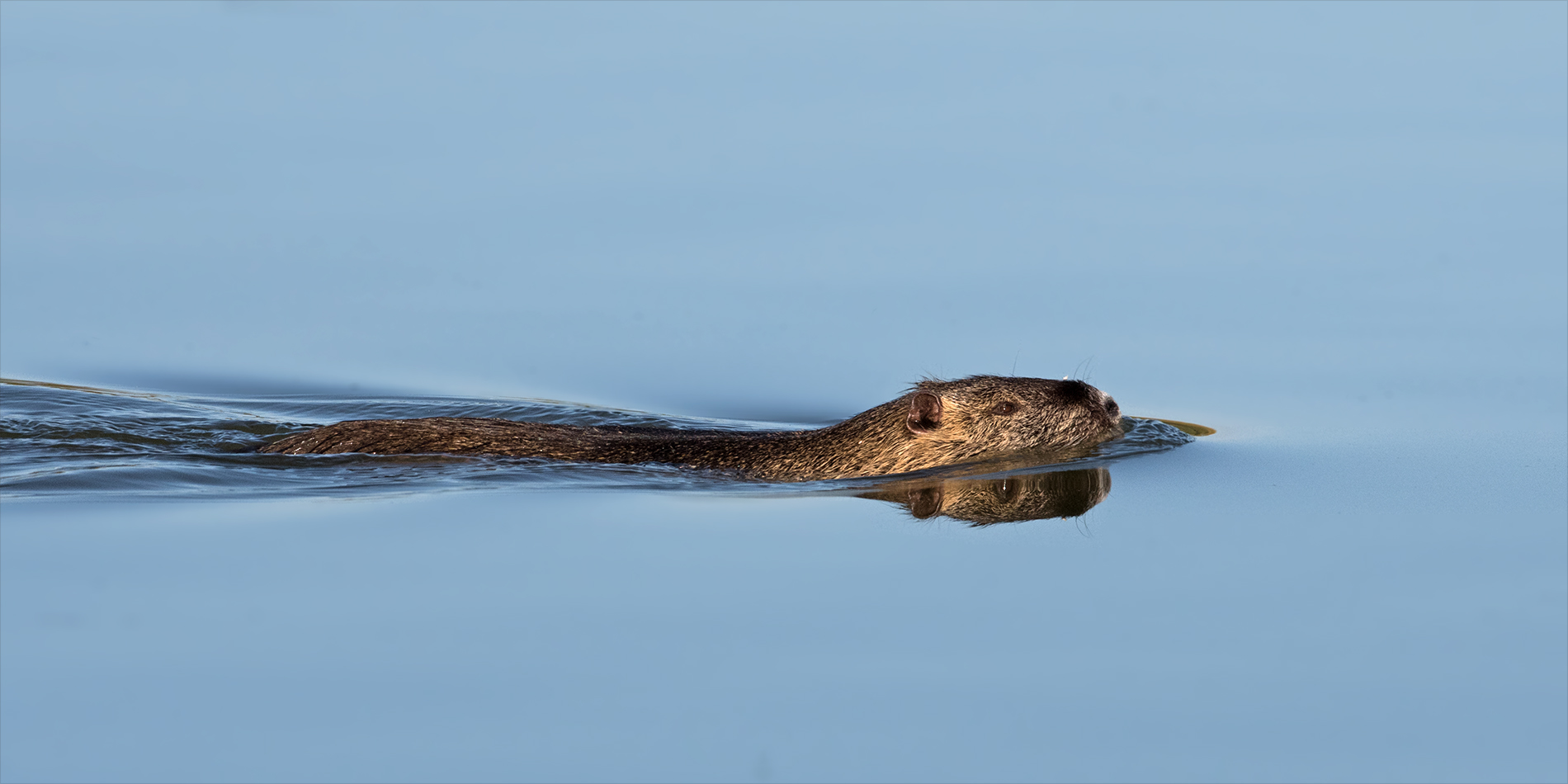 Der Schwimmer