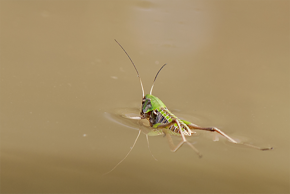 Der Schwimmer