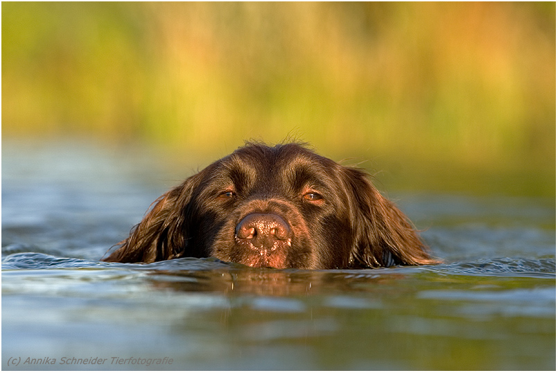 Der Schwimmer