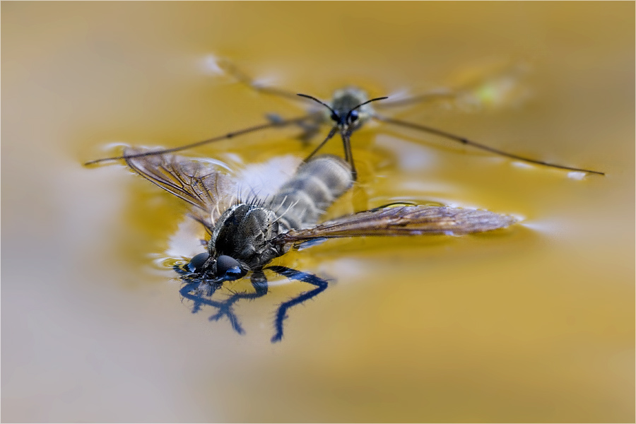 Der Schwimmlehrer (wildlife)