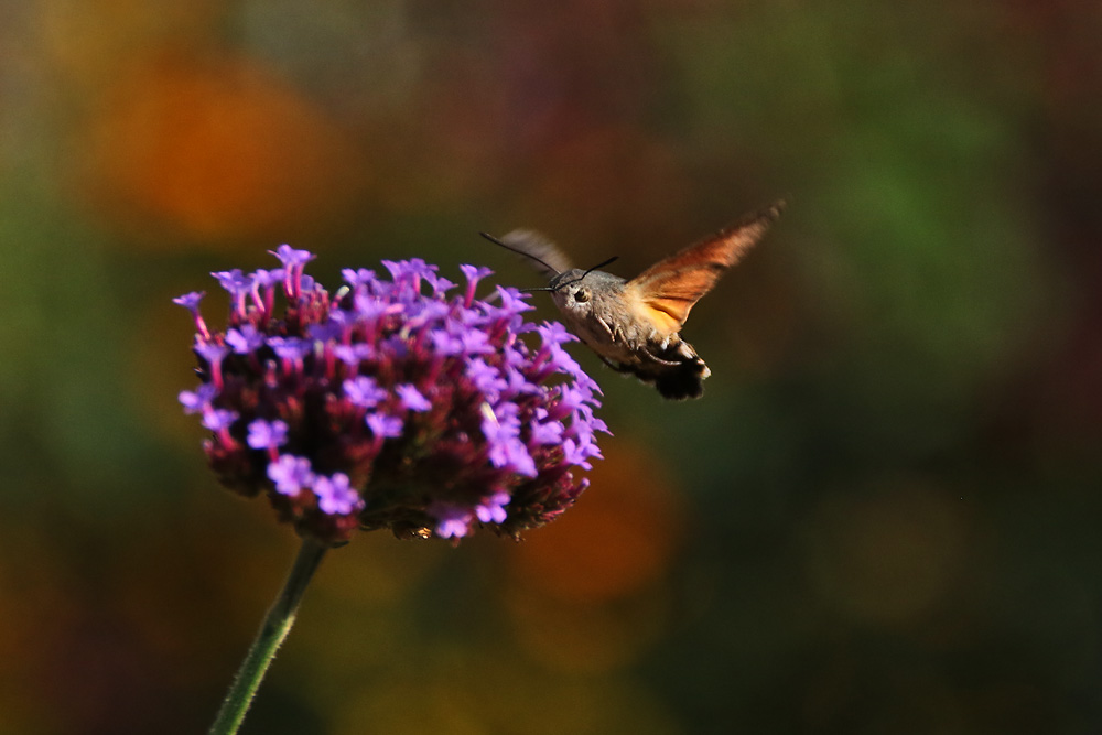 der "Schwirrling" mit Herbstfarben