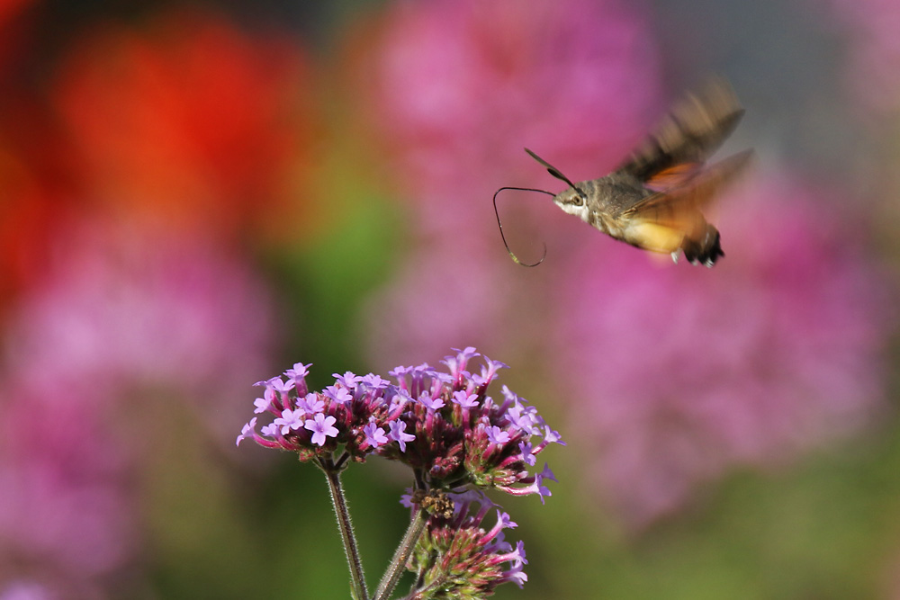 der "Schwirrling" und die Sommerfarben