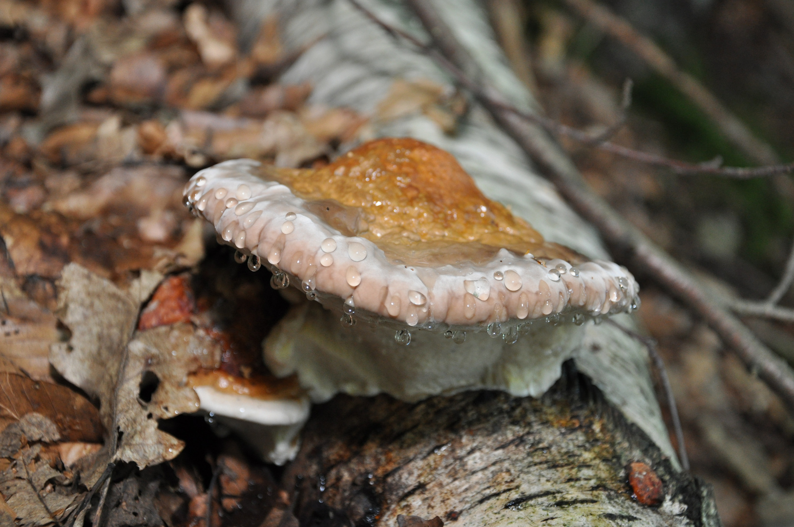 Der schwitzende Pilz