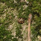 Der Sechzehnpunkt-Marienkäfer (Tytthaspis sedecimpunctata)