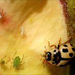 der Sechzehnpunkt-Marienkäfer 'Tytthaspis sedecimpunctata'...