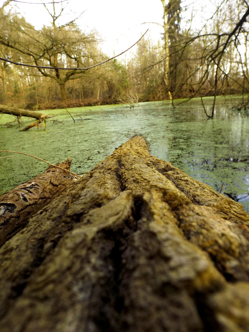 Der See am Flughafen