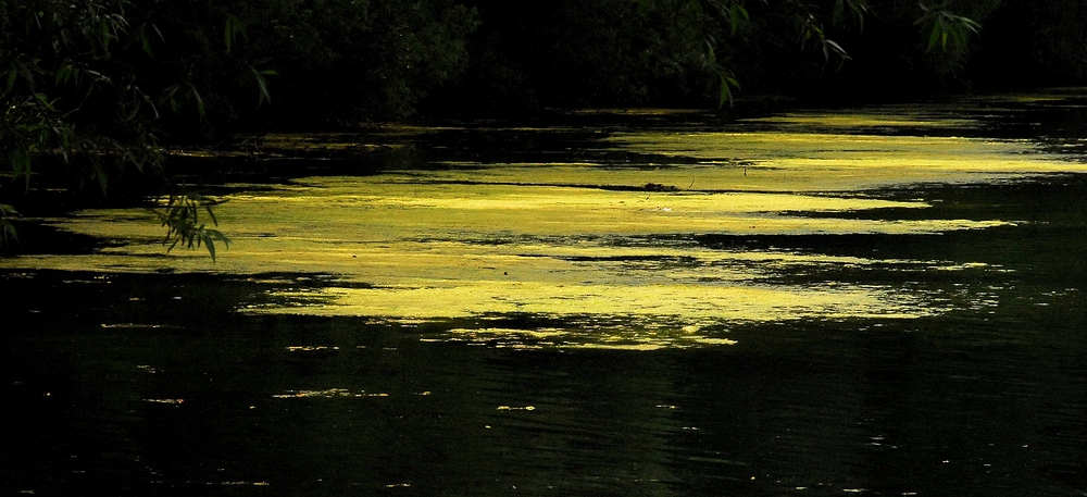 Der See blüht !