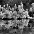 DER SEE, DIE BÄUME UND DAS LICHT