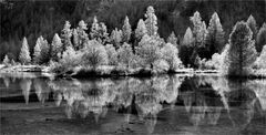 DER SEE, DIE BÄUME UND DAS LICHT