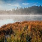 Der See, die Ente und der Nebel