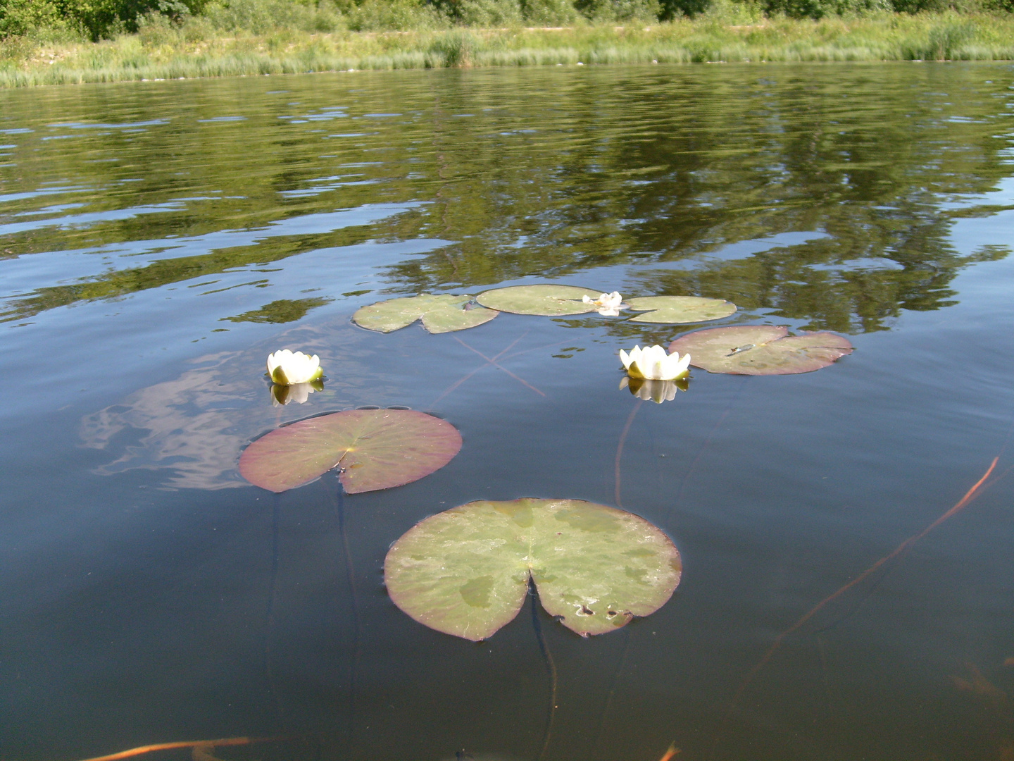 Der See Dubrowinka