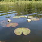 Der See Dubrowinka