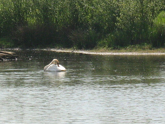 Der See