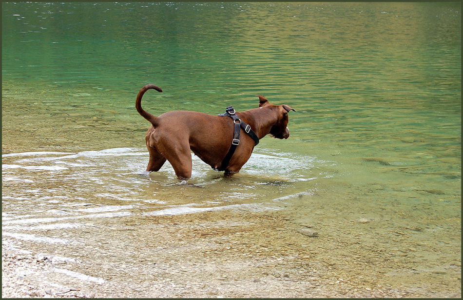 Der "See - Hund"