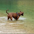 Der "See - Hund"