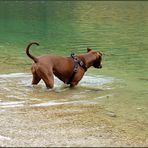 Der "See - Hund"