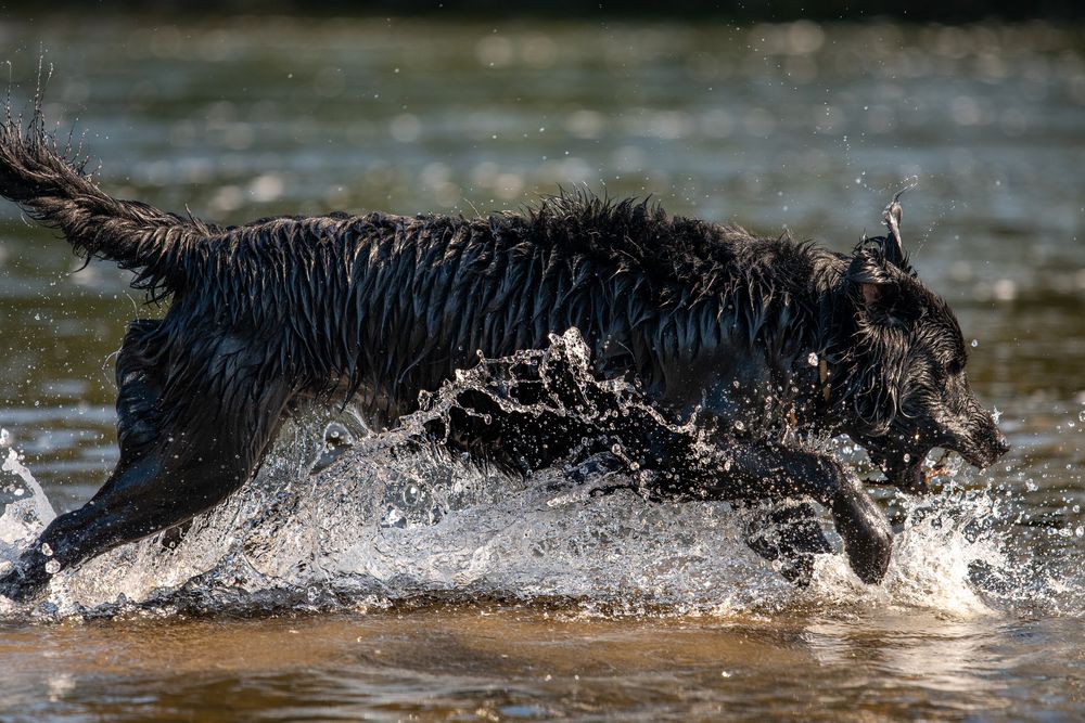 Der (See)-Hund