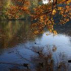 Der See im Herbst # El lago en otoño