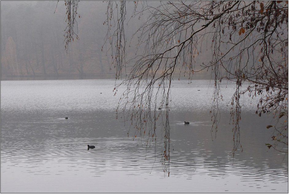 Der See im November