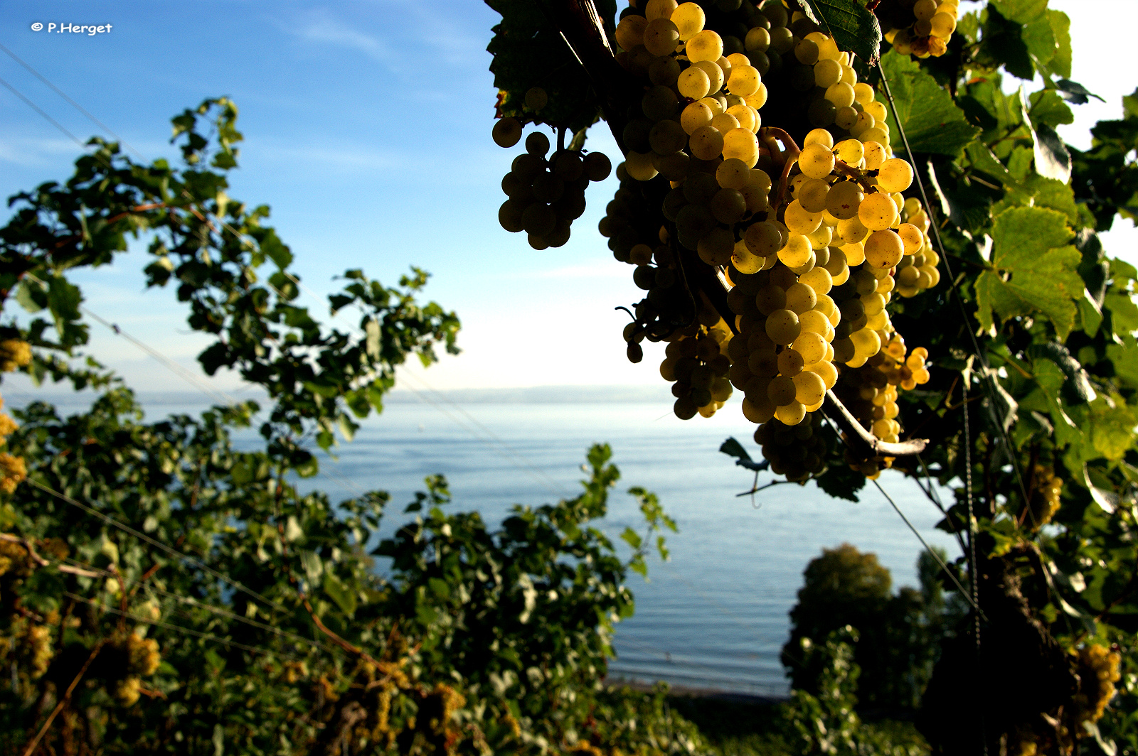 Der See und der Wein